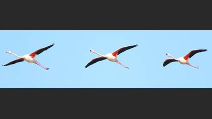 Flamingo