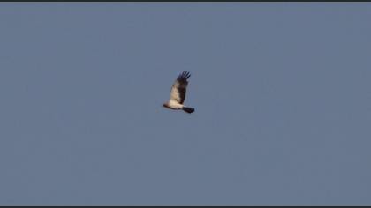 Küçük Kartal