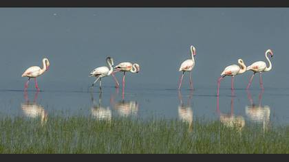Flamingo