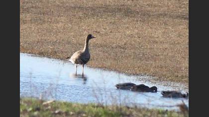 Undefined