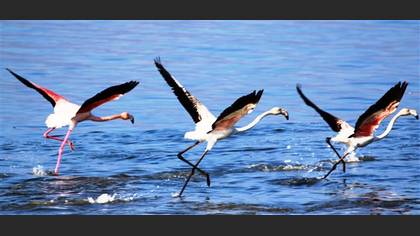 Flamingo