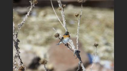 Undefined