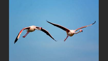 Flamingo