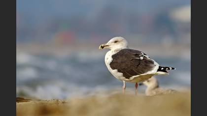 Büyük Karasırtlı Martı