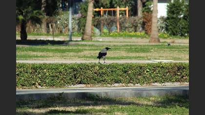 Leş Kargası