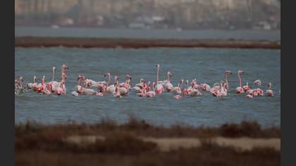 Flamingo