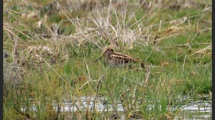 Undefined