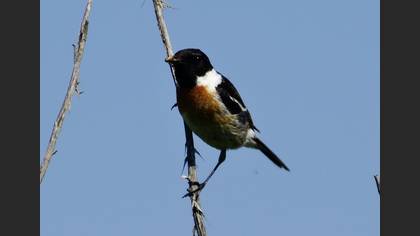 Sibirya Taşkuşu
