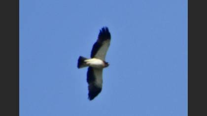 Küçük Kartal