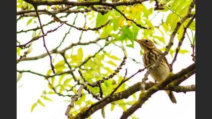 Ağaç İncirkuşu