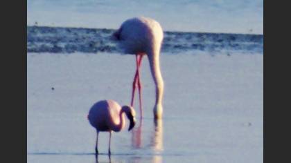 Küçük Flamingo