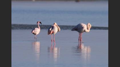Küçük Flamingo