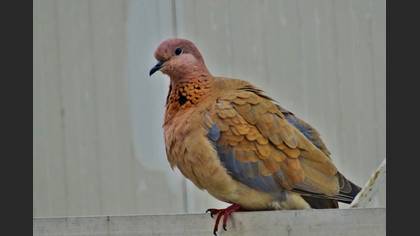 Küçük Kumru