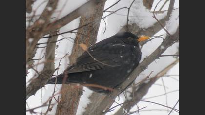 Karatavuk
