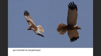Undefined