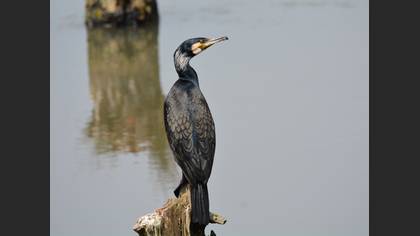 Karabatak