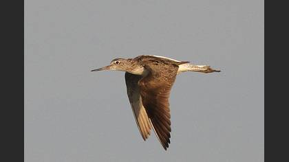 Yeşilbacak