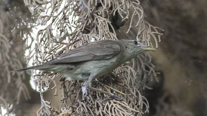 Zeytin Mukallidi