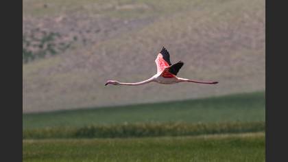 Flamingo