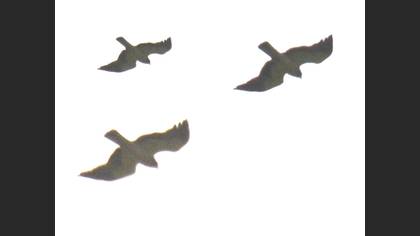 Küçük Kartal
