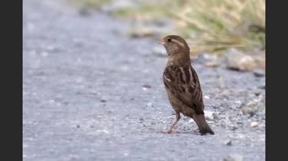 Undefined