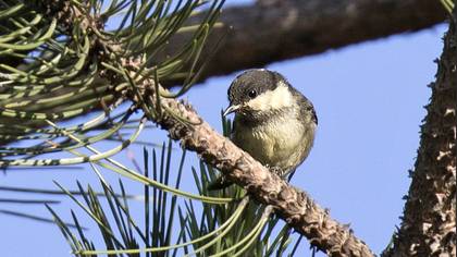 Çam Baştankarası