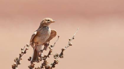 Bozkır Toygarı
