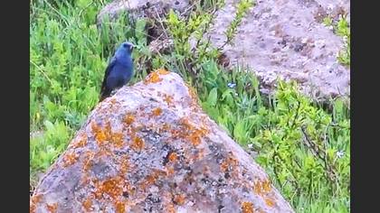 Gökardıç