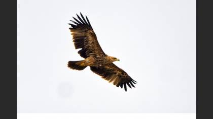Şah Kartal
