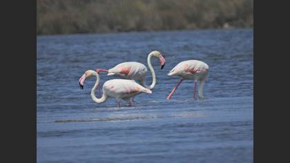 Flamingo