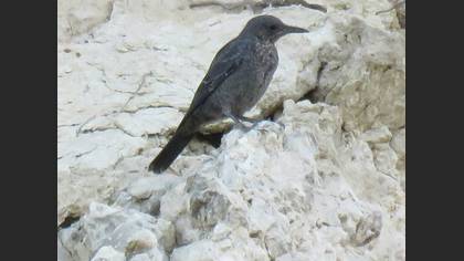 Gökardıç