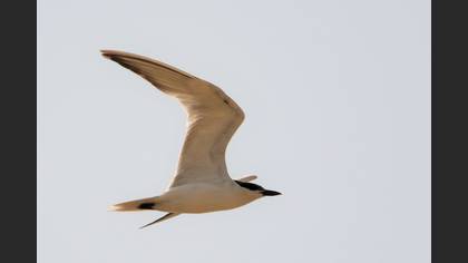 Gülen Sumru