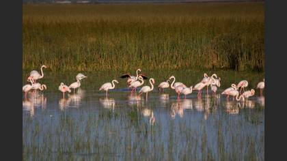 Flamingo
