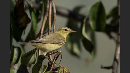Söğütbülbülü