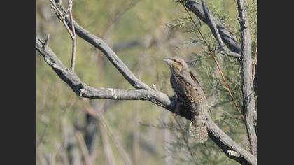 Boyunçeviren