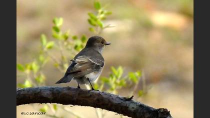 Benekli Sinekkapan
