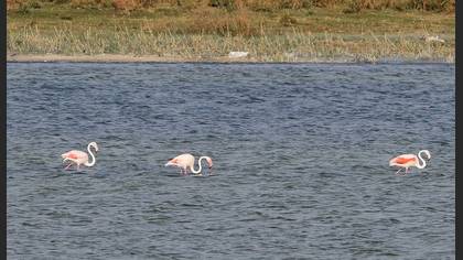 Flamingo
