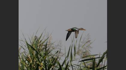 Kaşıkgaga