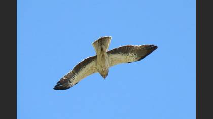 Küçük Kartal