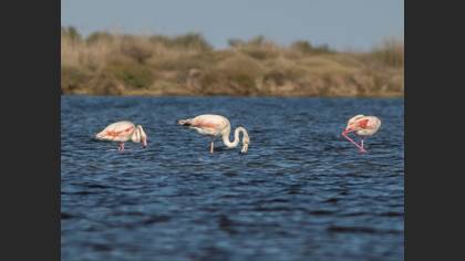 Flamingo