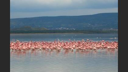 Küçük Flamingo