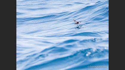 Fırtınakırlangıcı