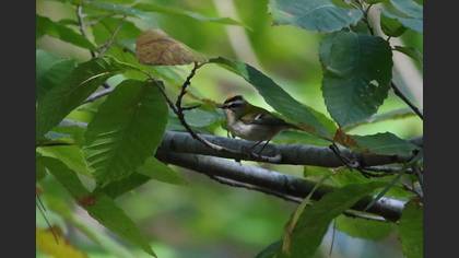 Sürmeli Çalıkuşu