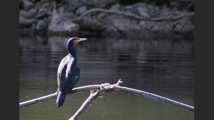 Karabatak