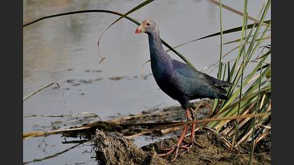 Sazhorozu