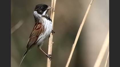 Bataklık Kirazkuşu