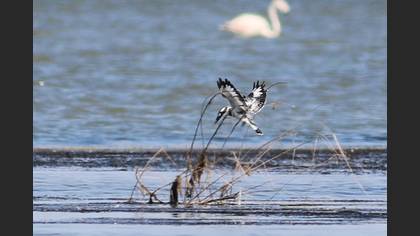 Alaca Yalıçapkını