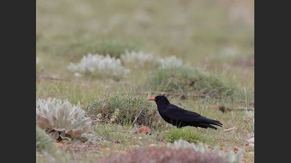 Kırmızıgagalı Dağ Kargası