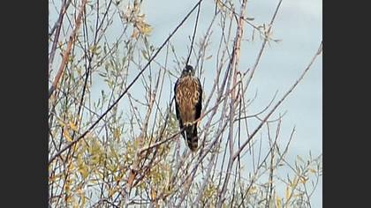 Çakır