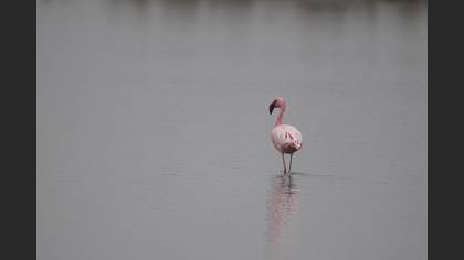 Küçük Flamingo